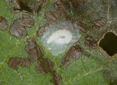 Bucculatrix polymniae