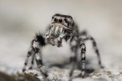 Phidippus adumbratus