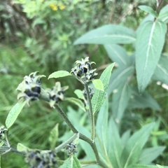 Aldama buddlejiformis