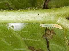 Bucculatrix polymniae