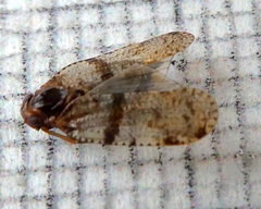 Tachycixius