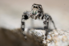 Phidippus adumbratus