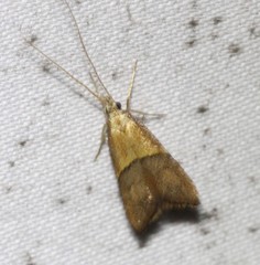 Crocanthes prasinopis