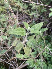 Urtica ferox