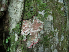 Herpothallon