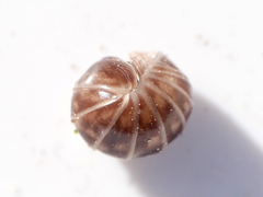 Glomeris marginata