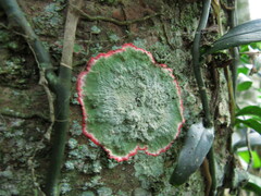 Herpothallon