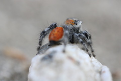 Phidippus adumbratus