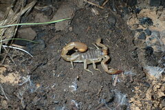 Paruroctonus silvestrii