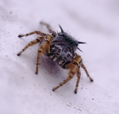 Phidippus mystaceus