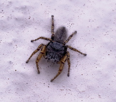 Phidippus mystaceus