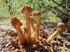 Battarrea phalloides