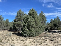Pinus quadrifolia