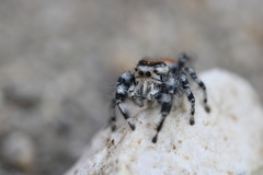 Phidippus adumbratus