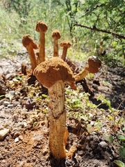 Battarrea phalloides
