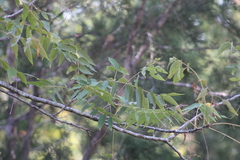 Juglans major