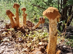 Battarrea phalloides