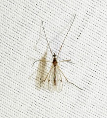 Teucholabis complexa