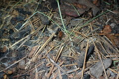 Camponotus sansabeanus