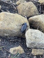 Carabus problematicus