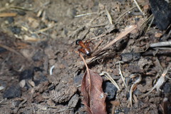 Camponotus sansabeanus