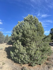 Pinus quadrifolia