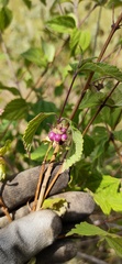 Lantana hirta