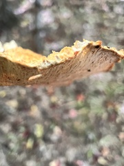 Neofavolus americanus