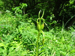 Lilium pyrenaicum