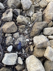 Carabus problematicus