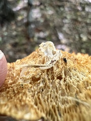 Neofavolus americanus