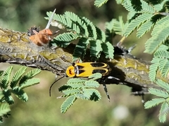 Chauliognathus omissus