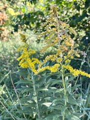 Solidago rugosa