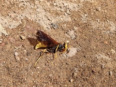 Polistes comanchus navajoe