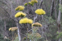 Agavoideae
