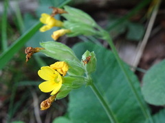 Primula elatior