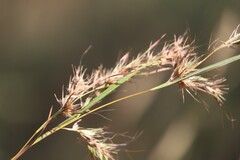 Themeda quadrivalvis