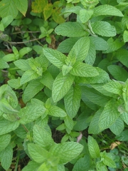 Mentha
