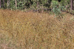 Themeda quadrivalvis
