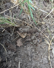 Anaxyrus americanus charlesmithi