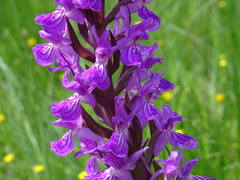 Dactylorhiza elata