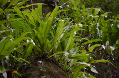 Microsorum punctatum