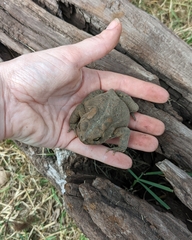 Anaxyrus americanus charlesmithi