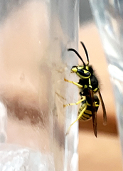 Vespula pensylvanica