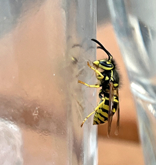 Vespula pensylvanica