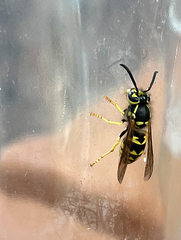 Vespula pensylvanica