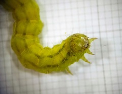 Helicoverpa armigera