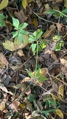 Sanicula canadensis
