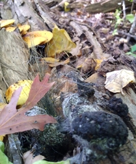 Phycomyces