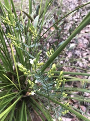 Comesperma